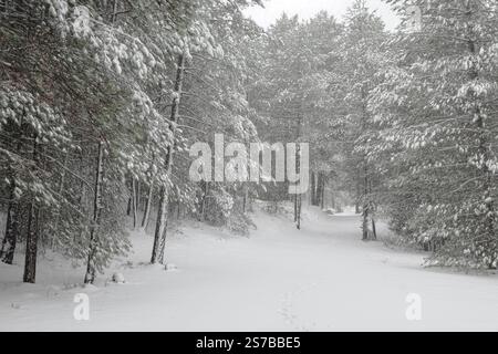 Es schneit und der Wind weht in einem Kiefernwald im Ätna Park, Sizilien, Italien Stockfoto