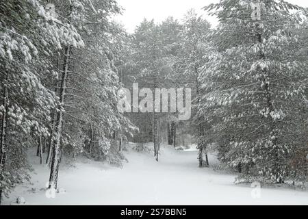 Es fällt Schnee und der Wind weht in einem Kiefernwald im Ätna Park, Sizilien, Italien (2) Stockfoto