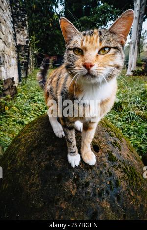 Neugierige Calico-Katze, die auf einem alten qvevri in Ikalto, Kakheti, Georgien thront. Eine charmante Mischung aus Geschichte und Katzenneugier in einem traditionellen Weinkeller Stockfoto