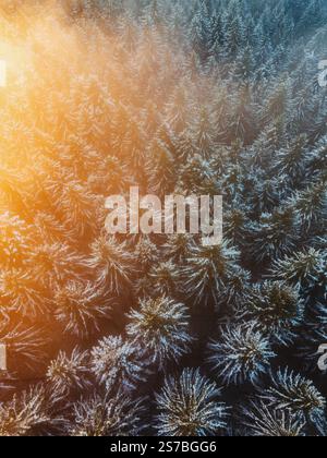 Blick aus der Vogelperspektive auf den Frosty Pine Forest mit warmer Morgensonne Stockfoto