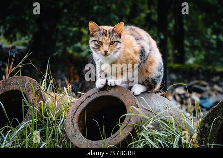 Neugierige Calico-Katze, die auf einem alten qvevri in Ikalto, Kakheti, Georgien thront. Eine charmante Mischung aus Geschichte und Katzenneugier in einem traditionellen Weinkeller Stockfoto
