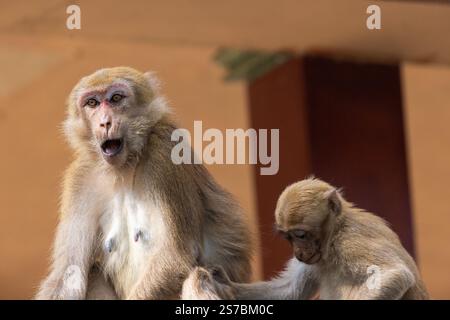 Makaken aus Thailand im Fischhöhlentempel Stockfoto