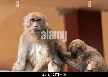 Makaken aus Thailand im Fischhöhlentempel Stockfoto