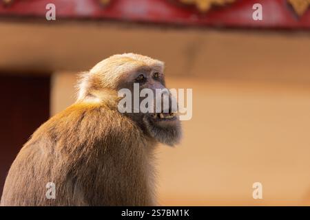 Makaken aus Thailand im Fischhöhlentempel Stockfoto