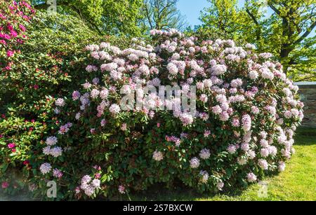 Rhododendron-Blten in Bad Elster, Rhododendrons Rhododendron  Stockfotografie - Alamy