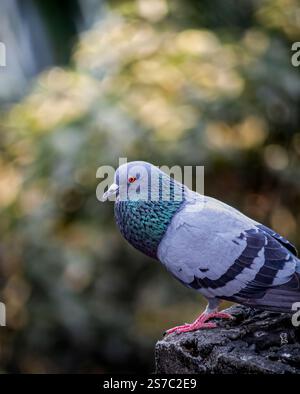 Grace im Chaos der Stadt – die widerstandsfähige Wildtaube steht als Symbol des städtischen Lebens. Stockfoto