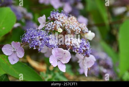 Weiche rosa Blütenstände der Pflanzensorte Hydrangea Aspera Villosa (Lacecap). Hortensie involucrata. Castle Combe, Cotswolds, Großbritannien Stockfoto