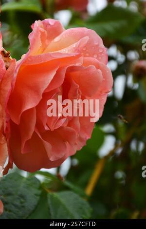 Nahaufnahme einer sanften rosa und pfirsichfarbenen Rose auf einem Hintergrund mit grünen Blättern Stockfoto