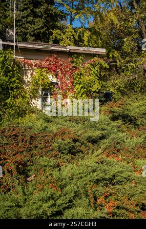 Ein großer Baum in einem Wald Stockfoto