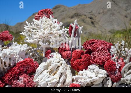 Korallen am berühmten Pink Beach mit türkisfarbenem klarem Wasser auf Komodo Island, Indonesien Stockfoto