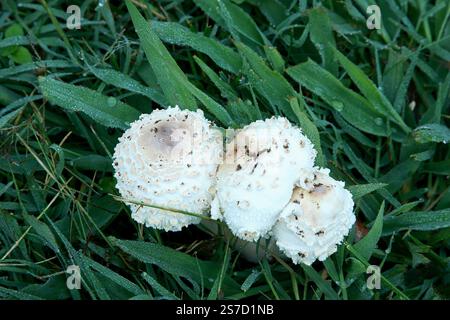 Rasenpilze (wahrscheinlich Chlorophyllum molybdites) wachsen auf einem Rasen in Virginia, USA Stockfoto