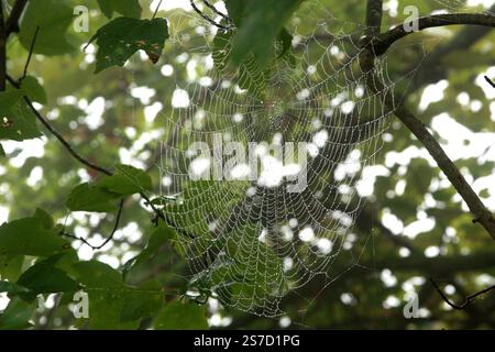 Spinnennetz in Ästen an einem feuchten Morgen Stockfoto