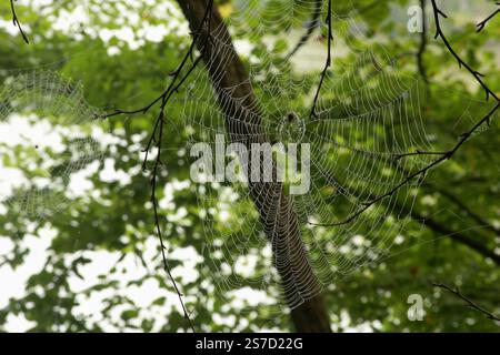 Spinnennetze in Ästen an einem feuchten Morgen Stockfoto