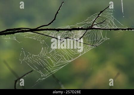 Spinnennetz in Ästen an einem feuchten Morgen Stockfoto