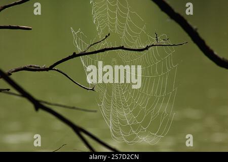 Spinnennetz in Ästen an einem feuchten Morgen Stockfoto