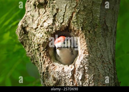 Großer gefleckter Jungspecht, der im Frühjahr in einem Baumloch sitzt, Großbritannien. Stockfoto