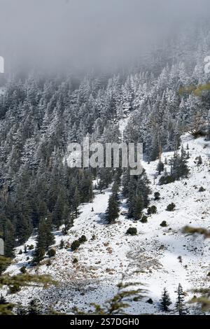 Malerischer Blick auf die schneebedeckten Zedernbäume des Blauen Atlas in Chelia Mountain in Algerien Stockfoto