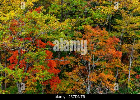 Waldhintergrund. Leuchtender Farbbaum, Naturwechsel gelbe Blätter in der oktobersaison, Hakuba, Nagano, Japan. Stockfoto