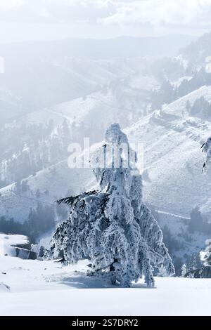 Malerischer Blick auf die schneebedeckten Zedernbäume des Blauen Atlas in Chelia Mountain in Algerien Stockfoto