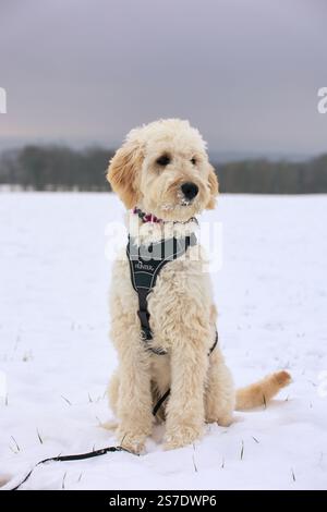 Ein fröhlich blondes Goldendoodle genießt das Winterwunderland und tobt im frischen weißen Schnee. Sein lockiges Fell ist leicht mit Schneeflocken bestäubt. Stockfoto