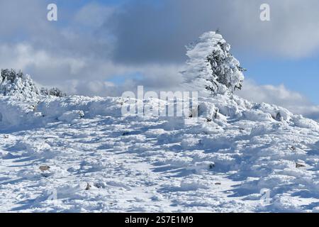 Malerischer Blick auf die schneebedeckten Zedernbäume des Blauen Atlas in Chelia Mountain in Algerien Stockfoto