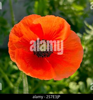 Rote Mohnpflanze aus nächster Nähe Stockfoto