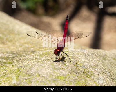 Rotgeäder, Trithemis arteriosa, Madagaskar Insel tropischer Wald Dschungel Insekten Stockfoto