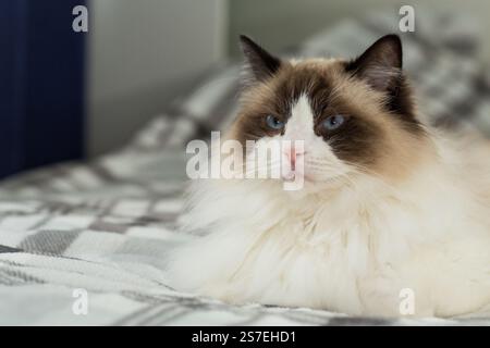 Porträt einer schönen Ragdoll-Katze im häuslichen Umfeld. Stockfoto