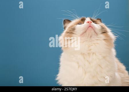 Schöne Ragdoll-Katze mit weißem und braunem Fell. Stockfoto