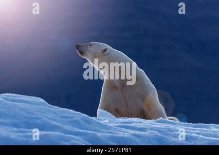 Eisbär in der frühen Morgensonne, Vikinge Bay, Scorsby Sund, Ostküste Grönlands. Das ist ein erwachsenes Weibchen auf einem blauen Eisberg, und die Sonne ist ri Stockfoto