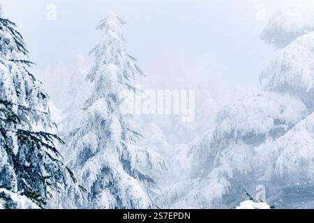 Malerischer Blick auf die schneebedeckten Zedernbäume des Blauen Atlas in Chelia Mountain in Algerien Stockfoto