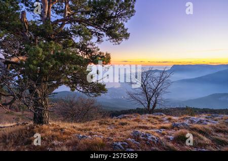 Die untergehende Sonne scheint durch die Äste einer Kiefer auf einem Berggipfel und unterstreicht die natürliche Schönheit Stockfoto