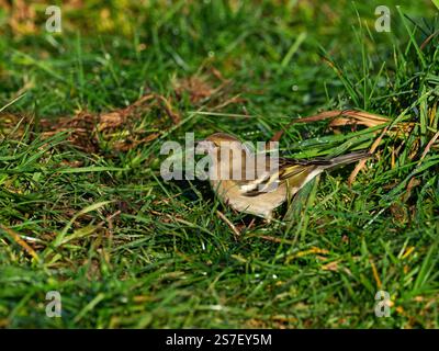Fringilla Coelebs weiblich am Rande eines Feldes in der Nähe von Cashmoor, Cranborne Chase, Dorset, England, Vereinigtes Königreich, Januar 2022 Stockfoto