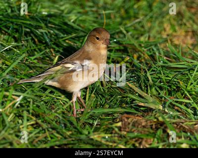 Fringilla Coelebs weiblich am Rande eines Feldes in der Nähe von Cashmoor, Cranborne Chase, Dorset, England, Vereinigtes Königreich, Januar 2022 Stockfoto