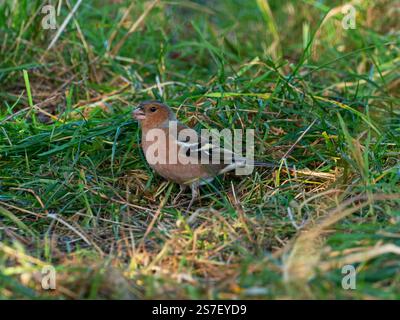 Fringilla Coelebs männlich am Rande eines Feldes in der Nähe von Cashmoor, Cranborne Chase, Dorset, England, Vereinigtes Königreich, Januar 2022 Stockfoto