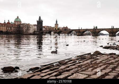 Enten schwimmen am kopfsteingepflasterten Flussufer mit der berühmten karlsbrücke, die an einem bewölkten Tag im Hintergrund aufsteigt Stockfoto