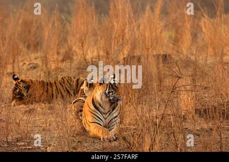 Die herrliche Tierwelt und die historischen Gebäude des Ranthambore National Park Stockfoto
