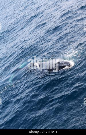 Ein Wal schwimmt im Meer. Das Wasser ist blau und ruhig. Der Wal ist der Hauptfokus des Bildes Stockfoto