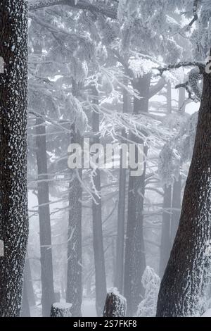 Malerischer Blick auf die schneebedeckten Zedernbäume des Blauen Atlas in Chelia Mountain in Algerien Stockfoto