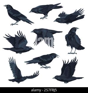 Fliegendes und sitzendes schwarzes Vogeltier, isolierte Krähe oder Rabe mit schwarzem Gefieder und breiten Flügeln. Isolierte tierische Welt und Tierwelt, Wildnis und Fauna Lebensraum. Vektor in abgewickelter Form. Krähe fliegt und sitzende schwarze Vogeltier Vektor Stock Vektor