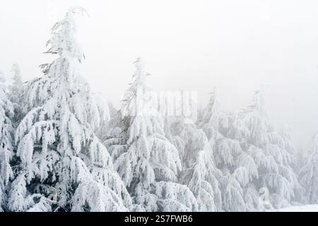 Malerischer Blick auf die schneebedeckten Zedernbäume des Blauen Atlas in Chelia Mountain in Algerien Stockfoto