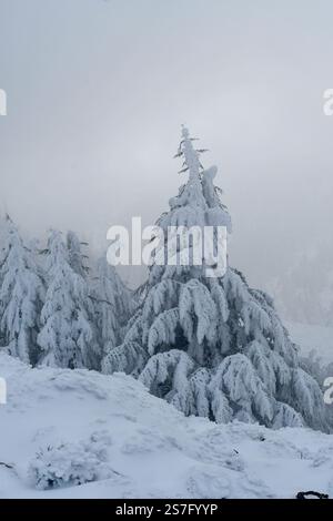 Malerischer Blick auf die schneebedeckten Zedernbäume des Blauen Atlas in Chelia Mountain in Algerien Stockfoto