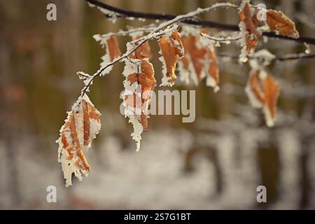 Ein Nahaufnahme-Foto, das die zarte Schönheit frostbedeckter Herbstblätter auf einem Zweig feststellt. Die goldbraunen Blätter, teilweise mit Schnee verkrustet Stockfoto