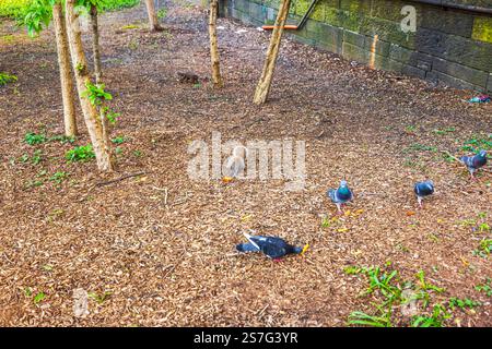 Eichhörnchen essen am Frühlingstag unter Tauben in der Nähe von Bäumen im Central Park Nahrung. New York. USA. Stockfoto