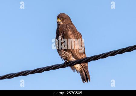 Gemeinsamer Bussard, der auf einem elektrischen Draht steht (Buteo buteo) Stockfoto