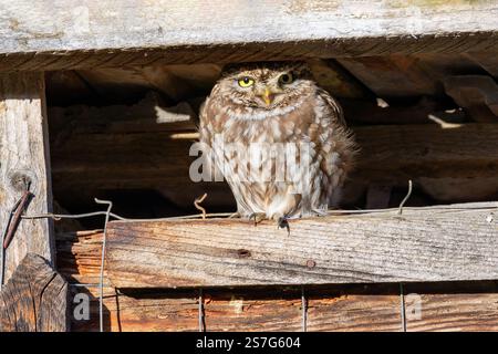 Kleine Eule versteckt sich in einer alten Holzscheune (Athene noctua). Diese wunderschönen, kleinen nachtaktiven Raptoren verstecken sich tagsüber auf alten Häusern und Scheunen gegenüber Stockfoto