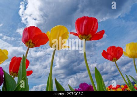 Der Blick auf die leuchtenden Tulpen in Blüte vom Laub und den Stielen nach oben zu den geöffneten Blüten der Blüten gegen die Wolken am Himmel im Frühjahr Stockfoto
