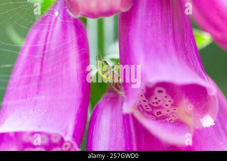 Nahaufnahme einer Gurke Green Orb Weaver Spider (Araniella cucurbitina) auf einem Foxglove (Digitalis) | The Lizard, Cornwall Stockfoto