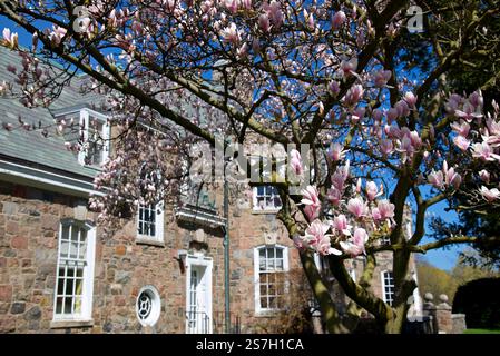 Magnolienblume mit einem Hintergrund aus dem Defocus-Herrenhaus Stockfoto