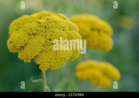 Achillea filipendulina „Goldplatte“. Krautige Staude, 1,2 m hoch, mit federgrünen Blättern und großen flachen Köpfen aus kleinen, tiefgoldgelben Blättern. UK Stockfoto